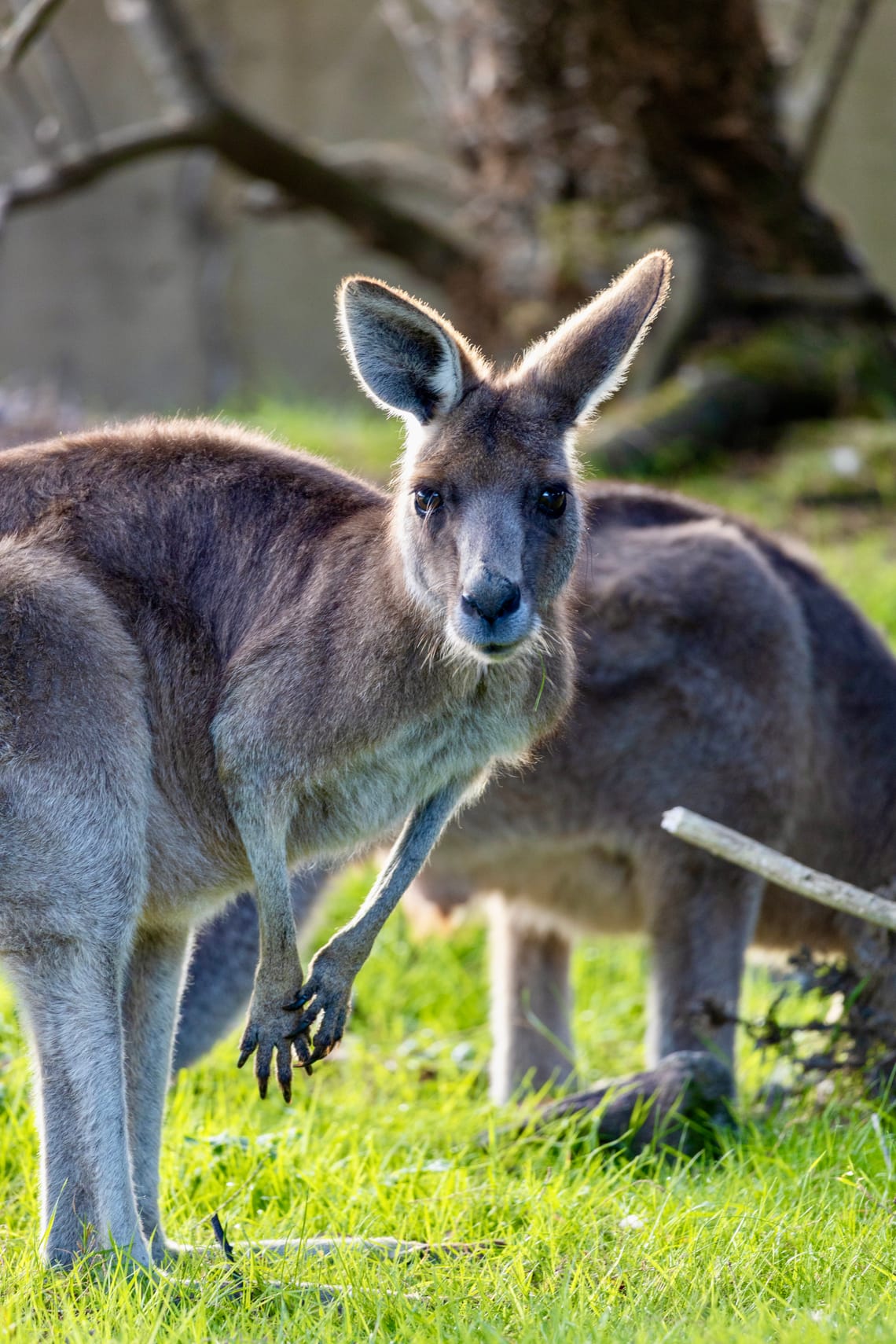 Kangaroos of Fota