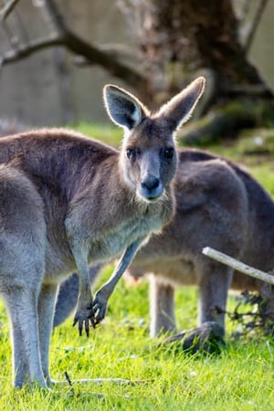 Kangaroos of Fota